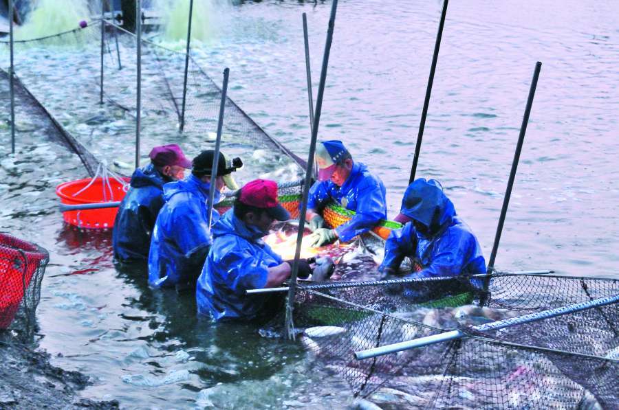 漁民全副武裝下水收成