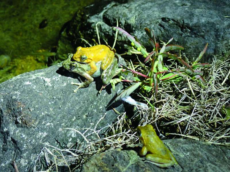 抱接中的太田樹蛙／太管處 提供