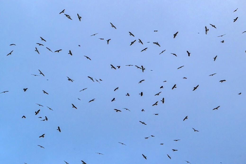 九、十月是恆春半島最佳賞鷹的月份。（墾管處提供）