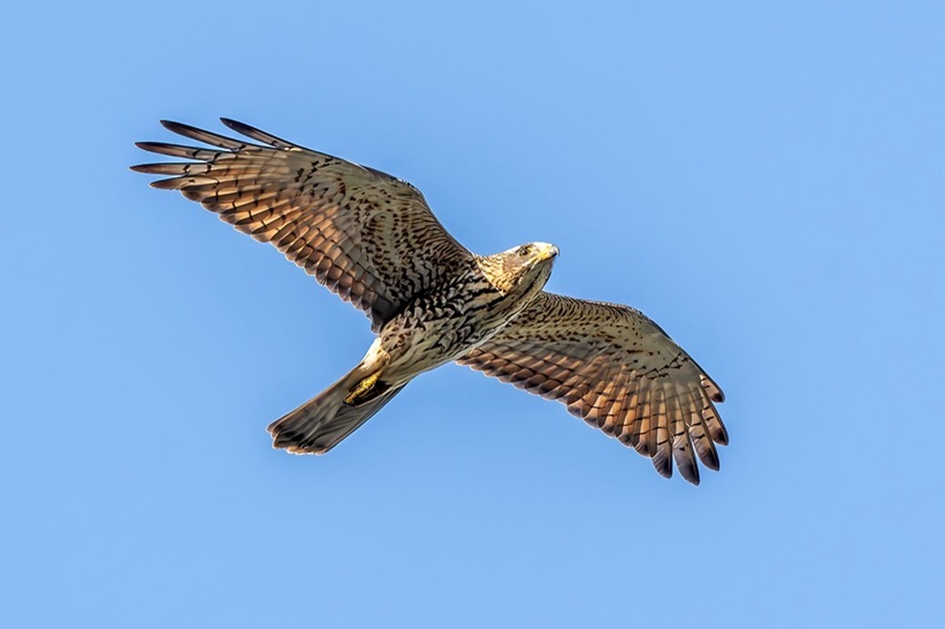 alt-恆春賞鷹好時節，天際翱翔之美-1