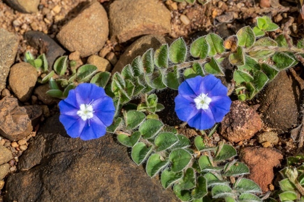 alt-03鮮豔美麗的砂地植物土丁桂。（許釗滂提供）