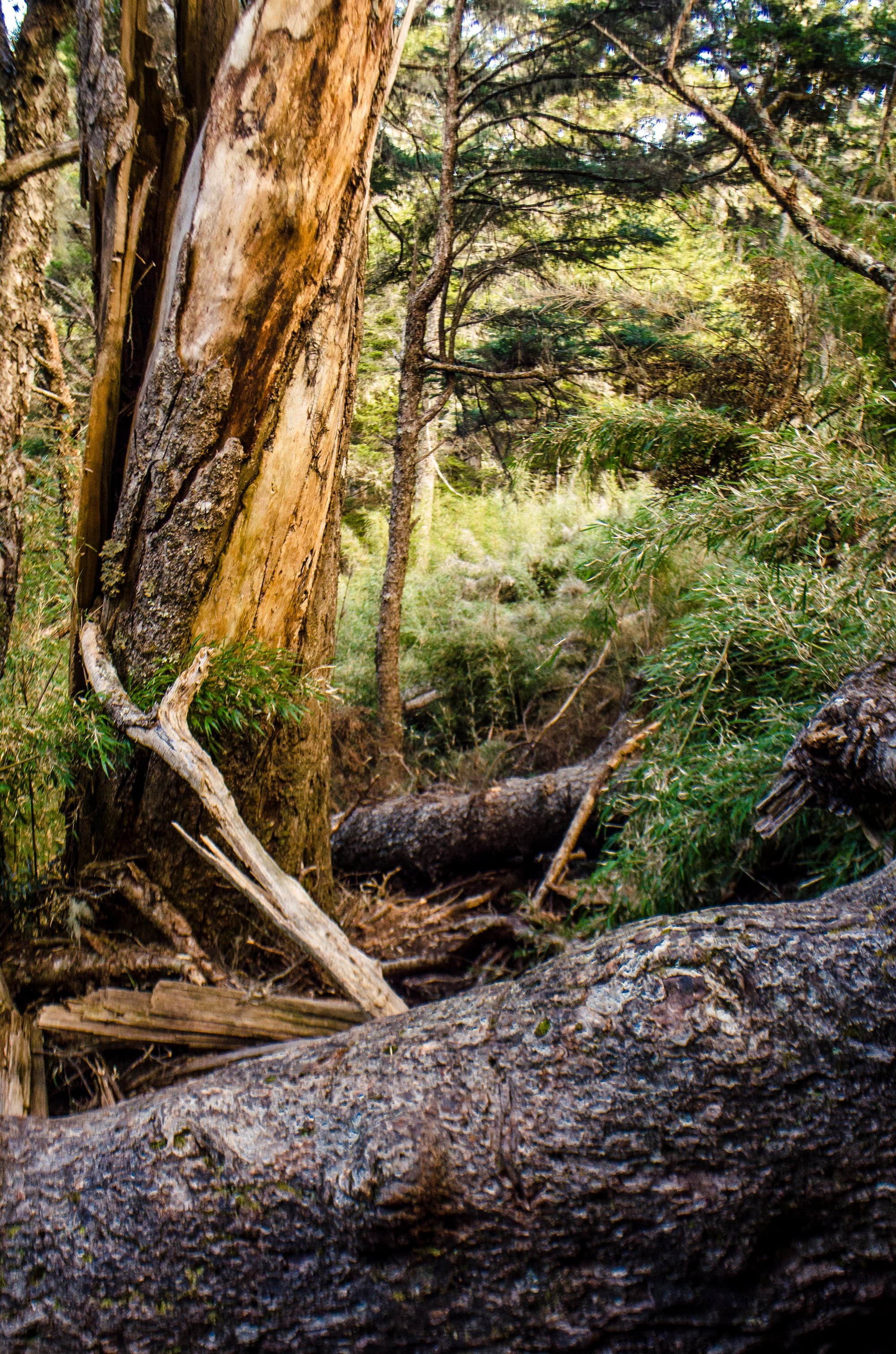 alt-07登山過程中須攀爬過倒塌的巨木。（雪管處提供，徐偉哲攝）