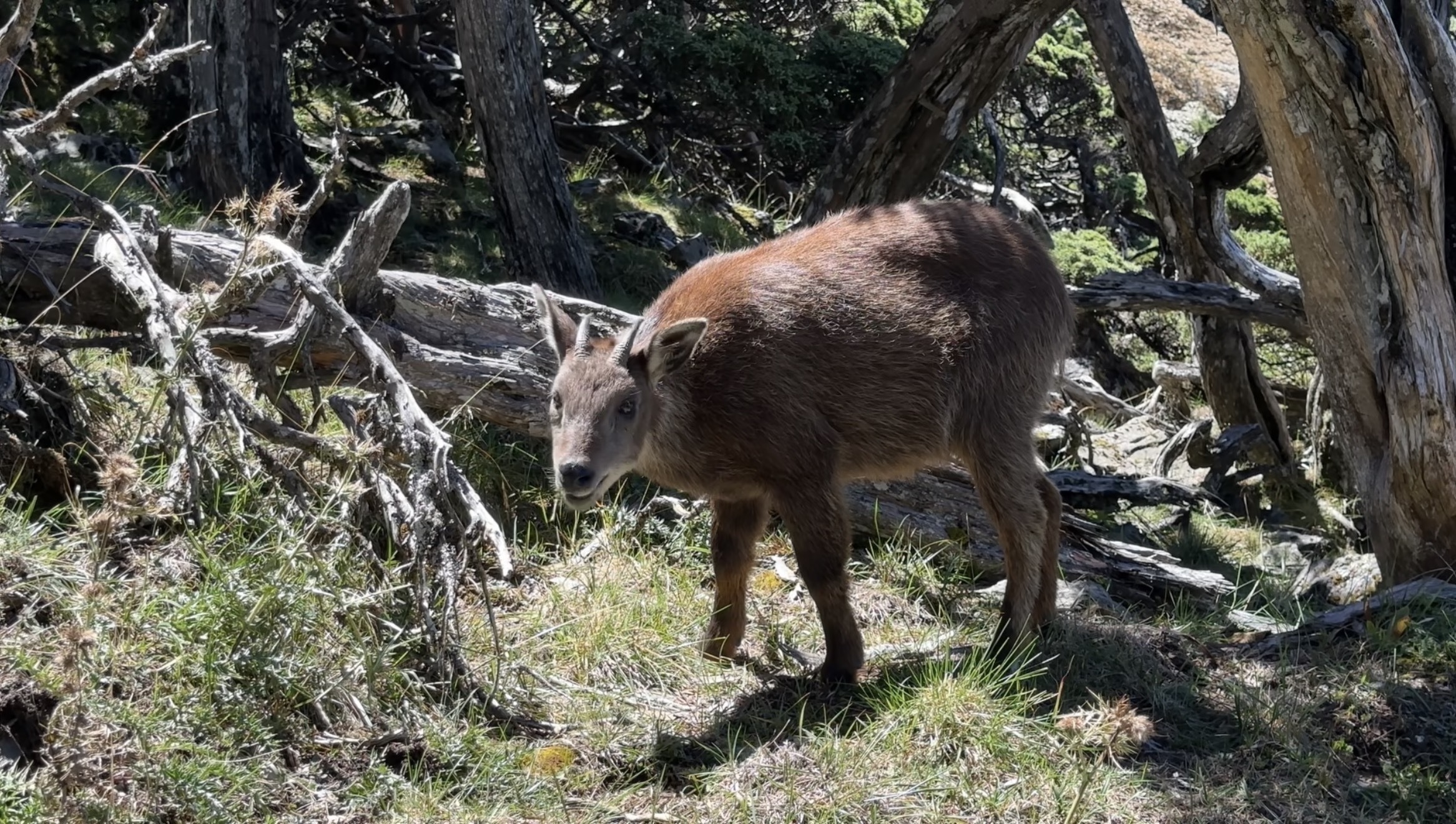 鹿山上常見台灣長鬃山羊等野生動物出沒。（玉管處提供，何昌穎攝））