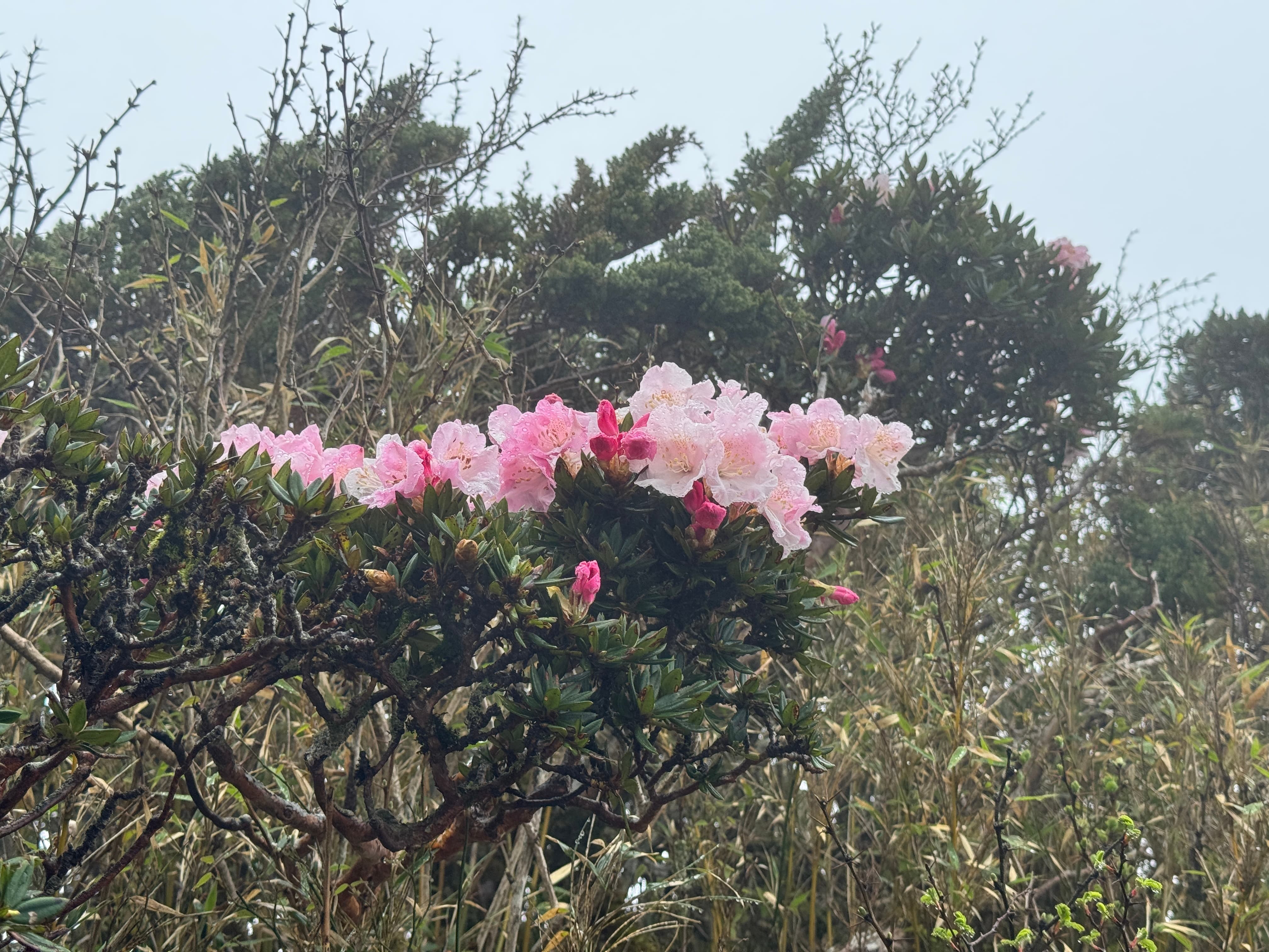 粉嫩的玉山杜鵑在枝頭綻放。(太管處提供，游盛巖攝)