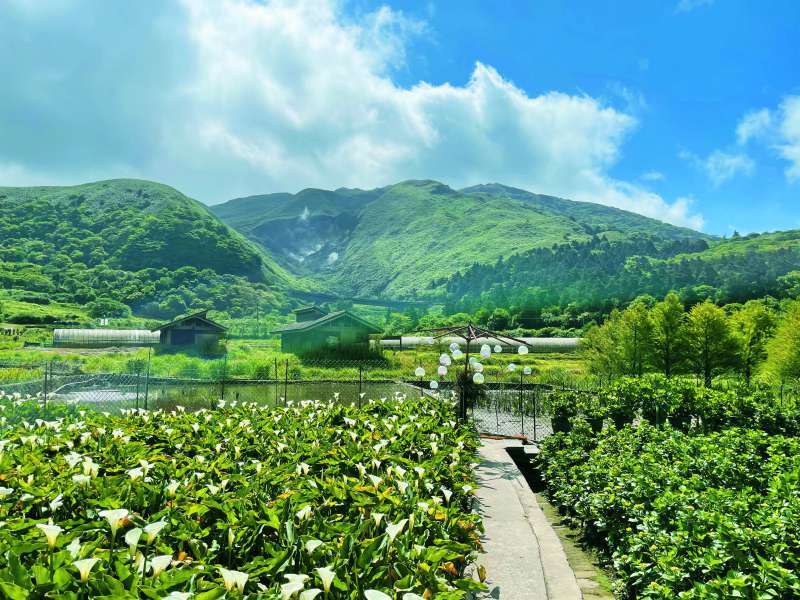 竹子湖地區農友以友善農法守護赤腹游蛇／陽管處 提供

