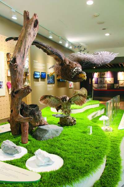 展場中栩栩如生的動物標本／楊越涵 攝
