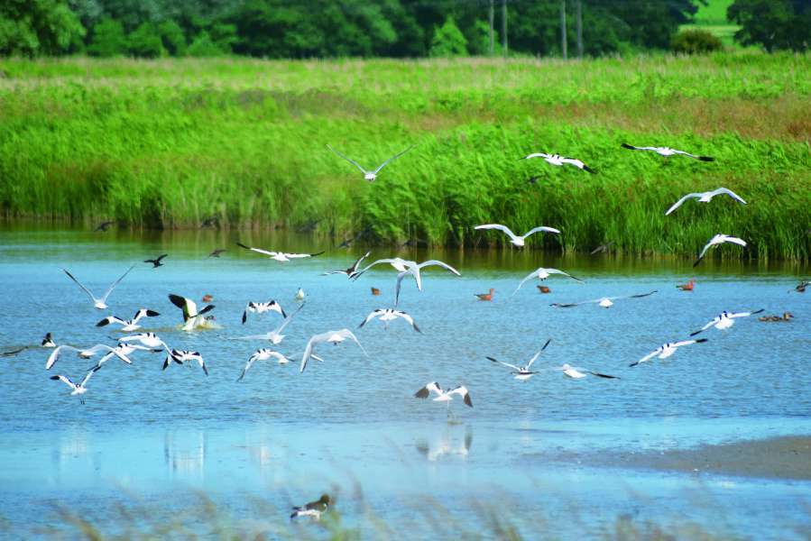 鳥類是反映濕地狀態的重要指標／gemredding 提供（iStock）