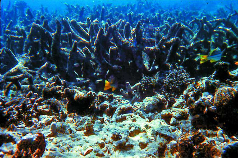 棘冠海星蠶食後留下的珊瑚骨骼被絲狀藻類覆蓋