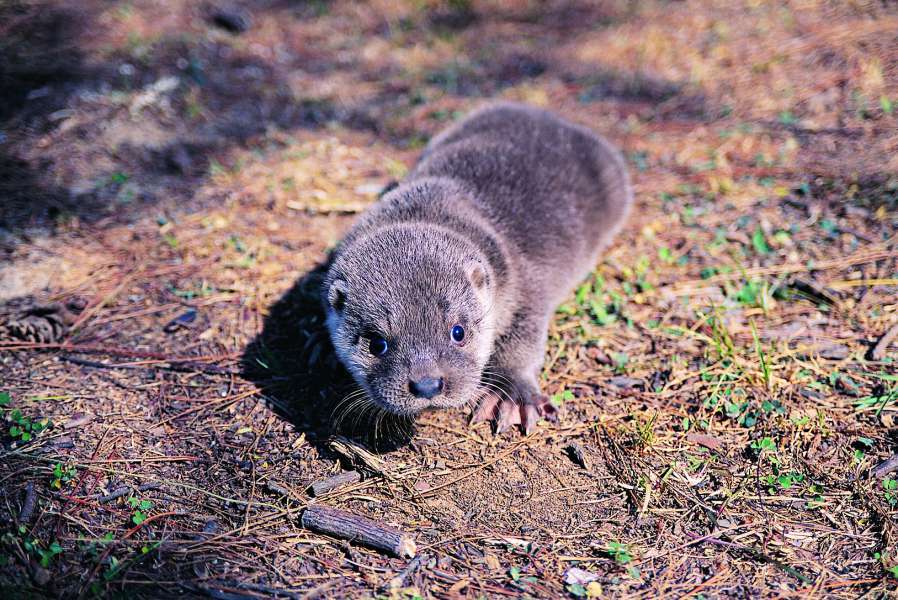 近年積極重建棲地環境，希望歐亞水獺能持續擴大族群／金管處 提供