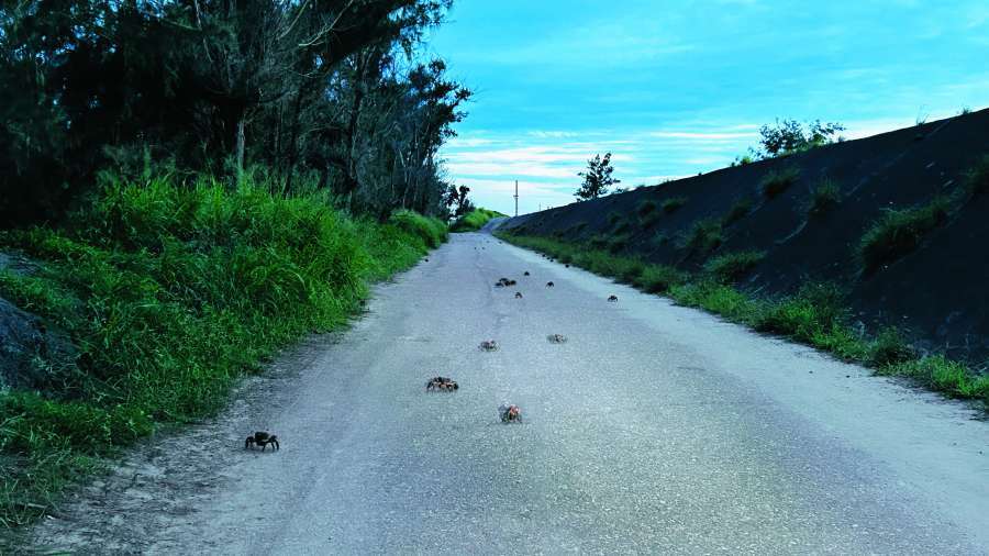 城西夢幻湖周邊可見成群的兇狠圓軸蟹／社團法人台灣濕地保護聯盟 提供（邱惠君 授權）