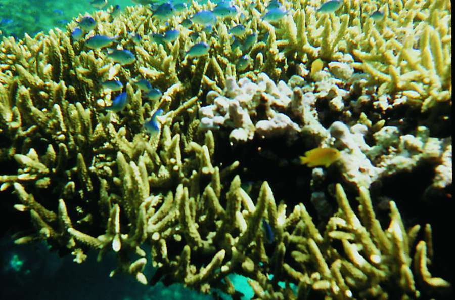 遭棘冠海星蠶食前