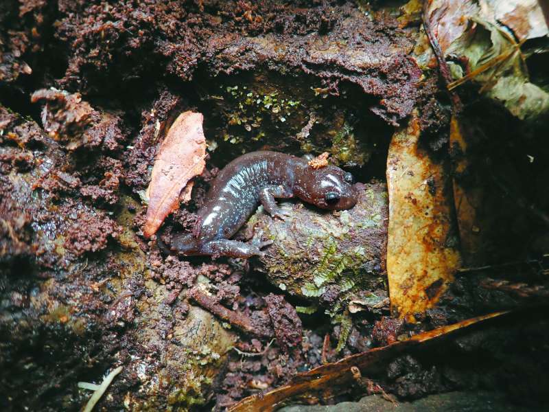 「山椒魚復育計畫」是國家公園、企業、學界攜手合作的重要典範／雪管處 提供
