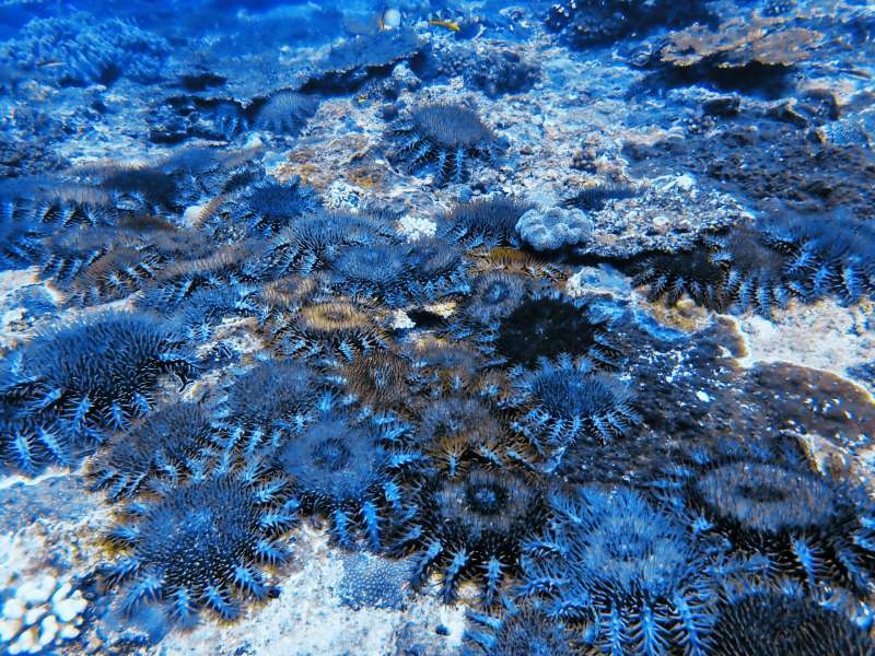 東沙海域的棘冠海星如野火燎原／海管處 提供（林亮甫 授權）