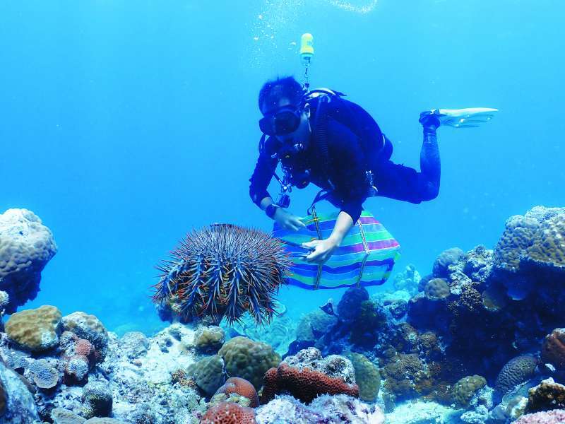 以長夾直接移除棘冠海星