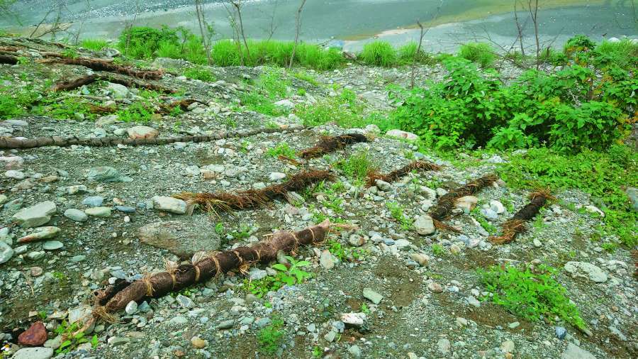 若種子串成效良好，將繼續朝發展「種子網」邁進
