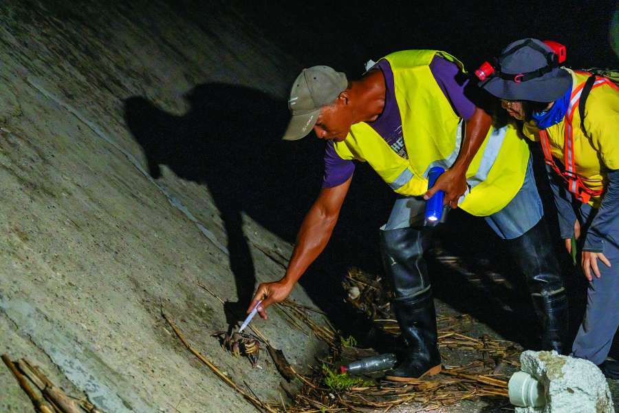 公民科學家們成為國家公園保育行動中不可或缺的夥伴（圖為護蟹志工在陸蟹背甲做記號）