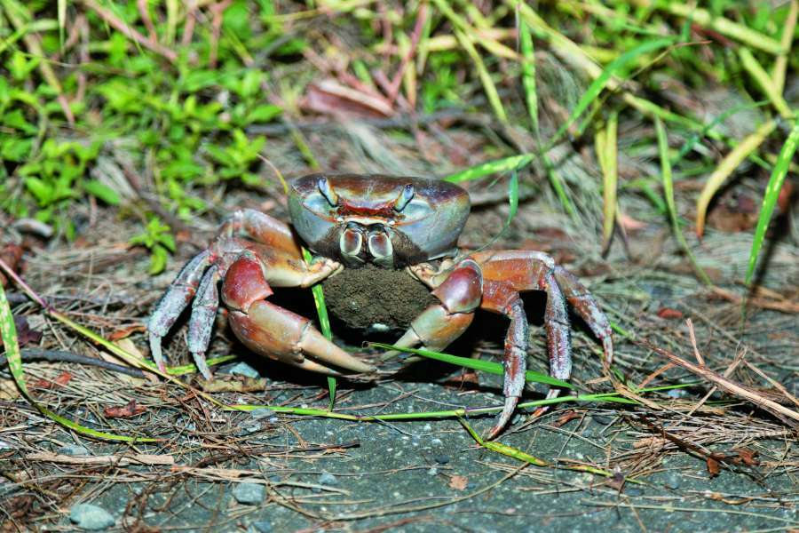 抱卵的兇狠圓軸蟹