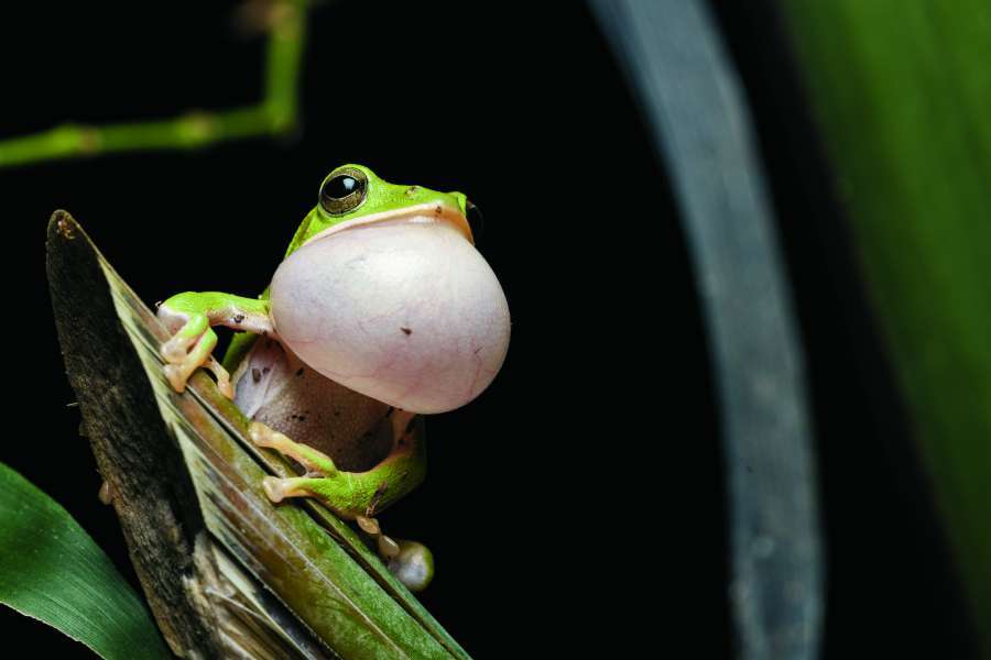 竹林中的諸羅樹蛙