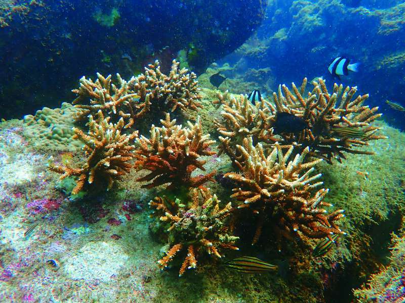 珊瑚阡插復育後紀錄照