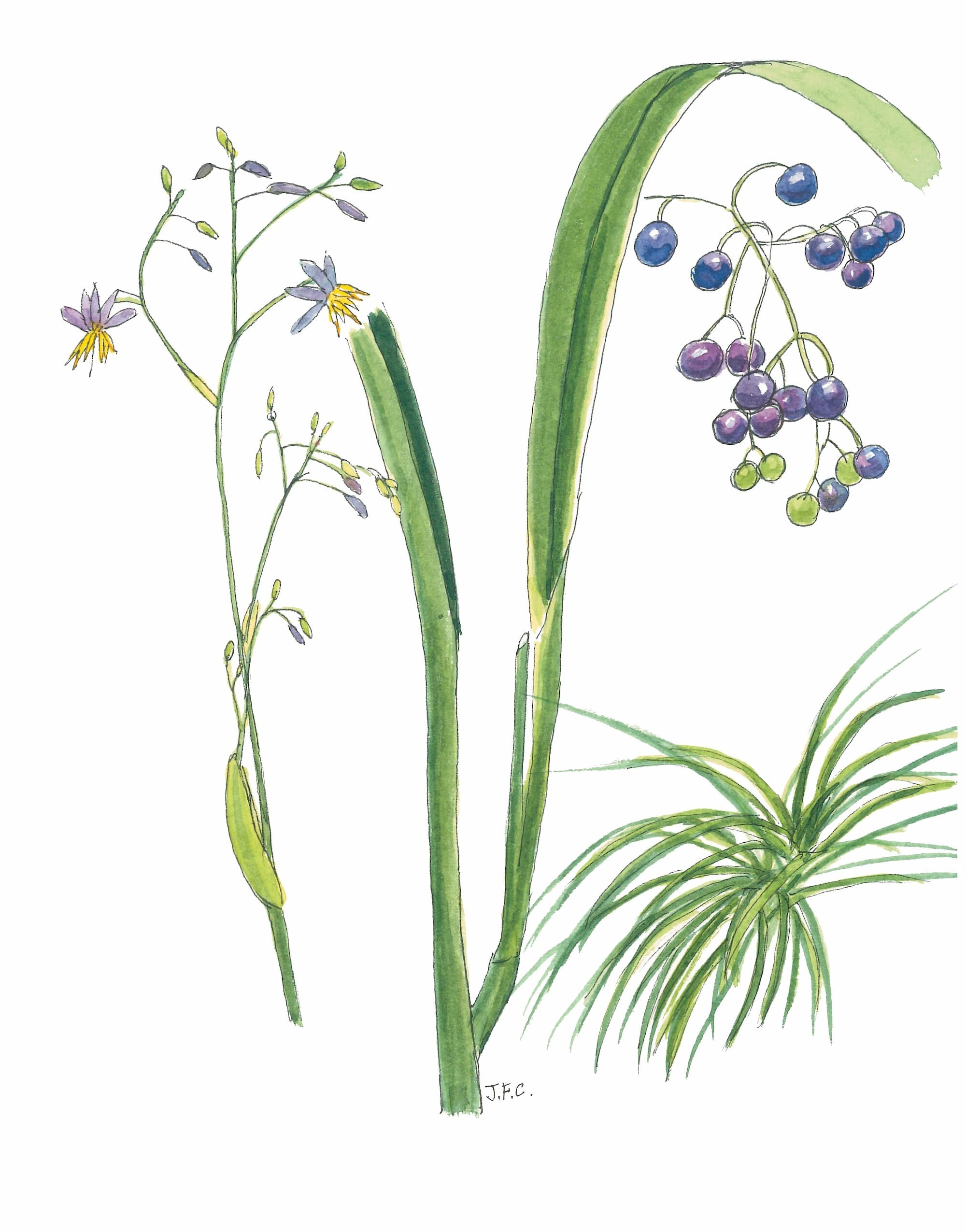 桔梗蘭／陳嘉芬 繪