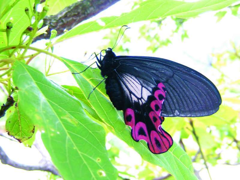臺灣寬尾鳳蝶與臺灣檫樹／雪管處 提供