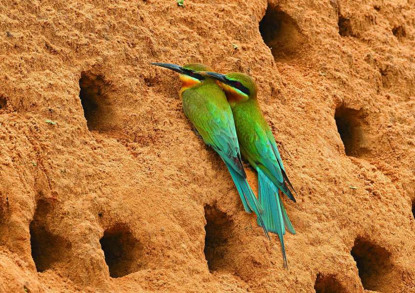 栗喉蜂虎與牠們的巢穴／金管處 提供