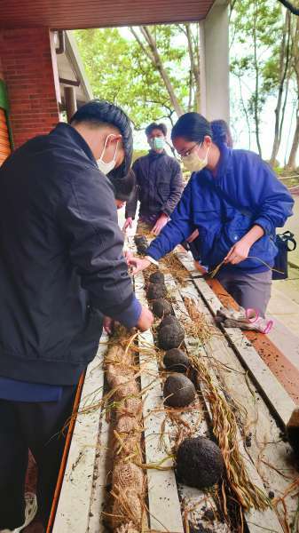 以稻草包裹種子球的方式製作種子串
