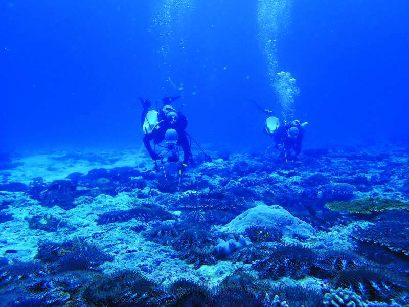 注射醋酸使棘冠海星死亡／海管處 提供