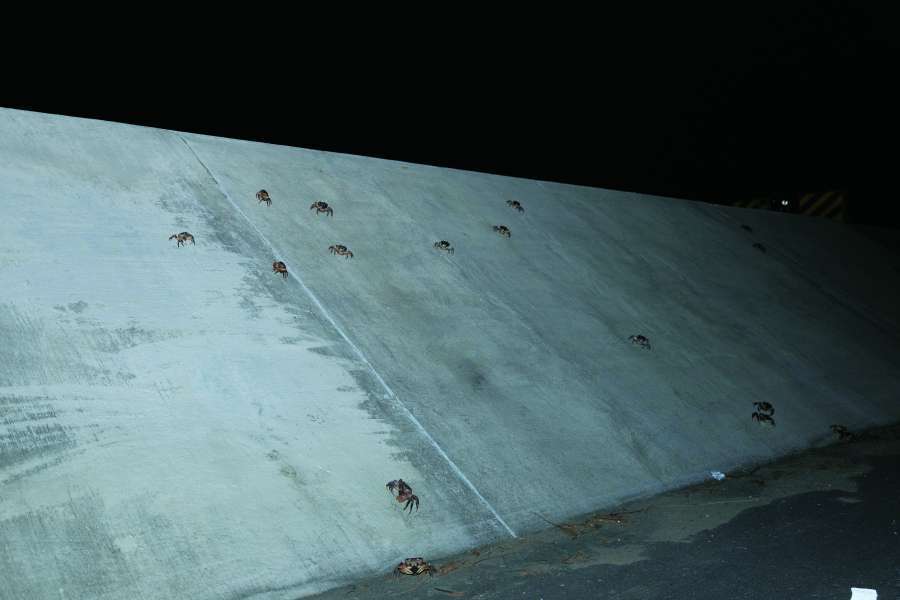 成群的兇狠圓軸蟹爬上堤防