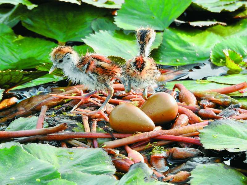 水雉蛋與雛鳥
