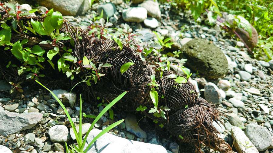 種子串冒出的新芽，是太魯閣植被復育的希望