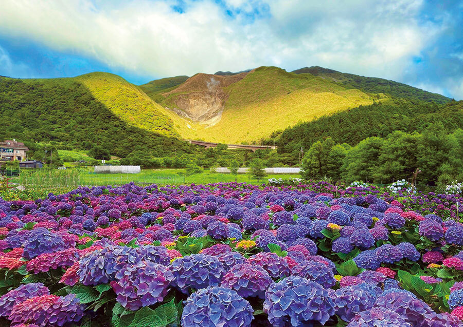 陽明山竹子湖推行的友善農業，是社區參與保育的重要案例／康璿糧 攝
