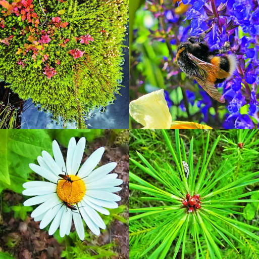 Ess-Soo泥炭地野花野草集／方偉達 攝
