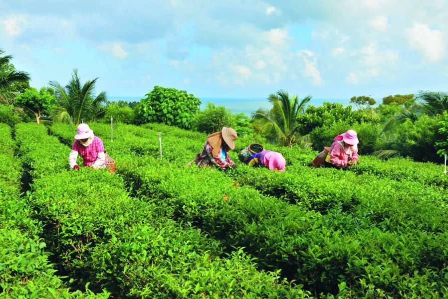 滿州港口社區守護種茶、採茶、製茶傳統，也提供生態旅遊採茶體驗／陳忠能 攝