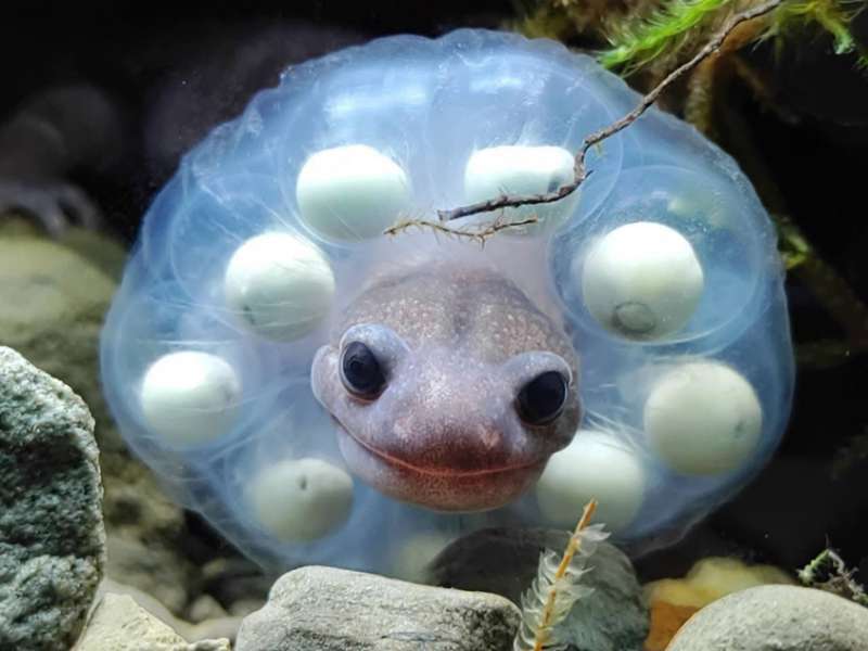 許多企業夥伴加入守護山椒魚的行列（圖為阿里山山椒魚護卵行為）／印莉敏 攝