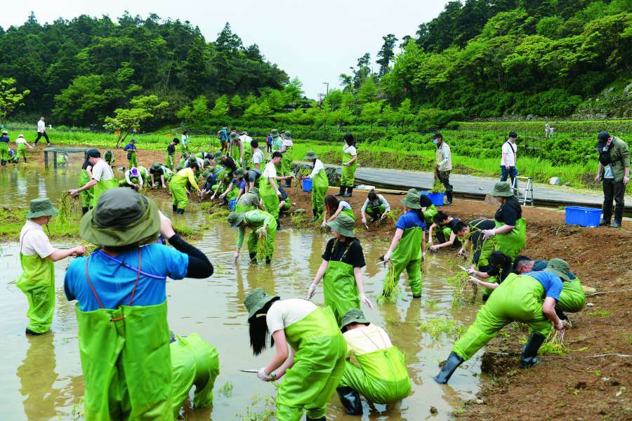 員工們於頂湖棲地協助種植原生水生植物／陽管處 提供