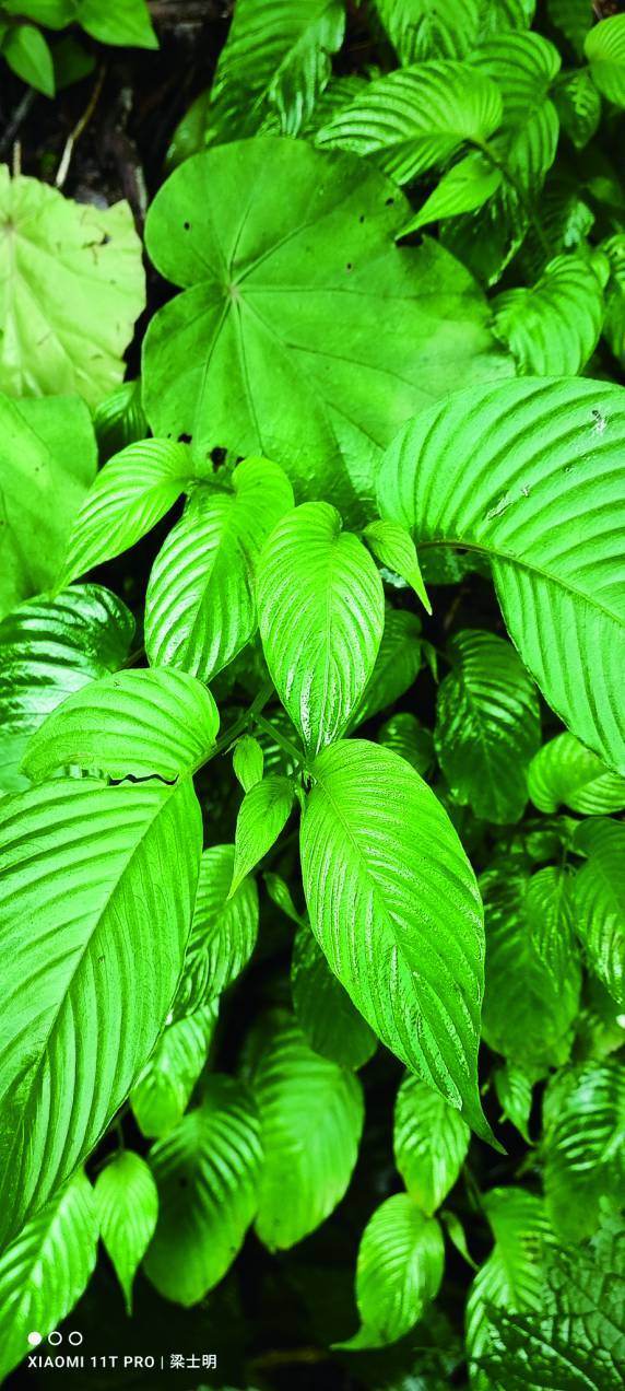 尖舌草的葉子一大一小，左右不對稱