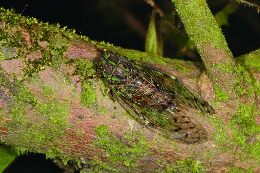 漁民全副武裝下水收成