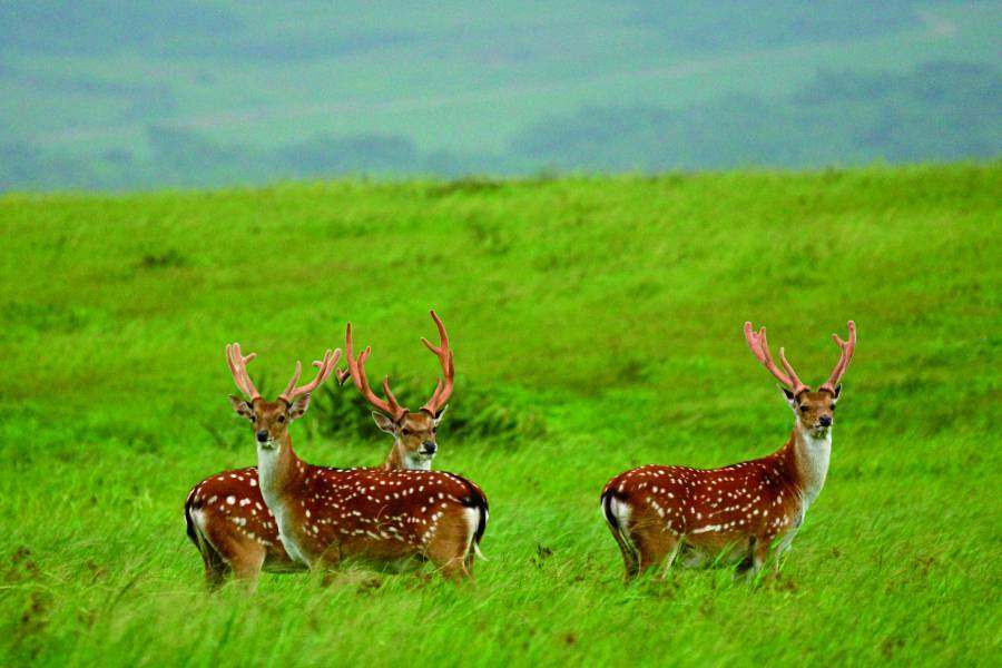 玉山壯麗雄偉的帝王之姿／何昌穎 攝