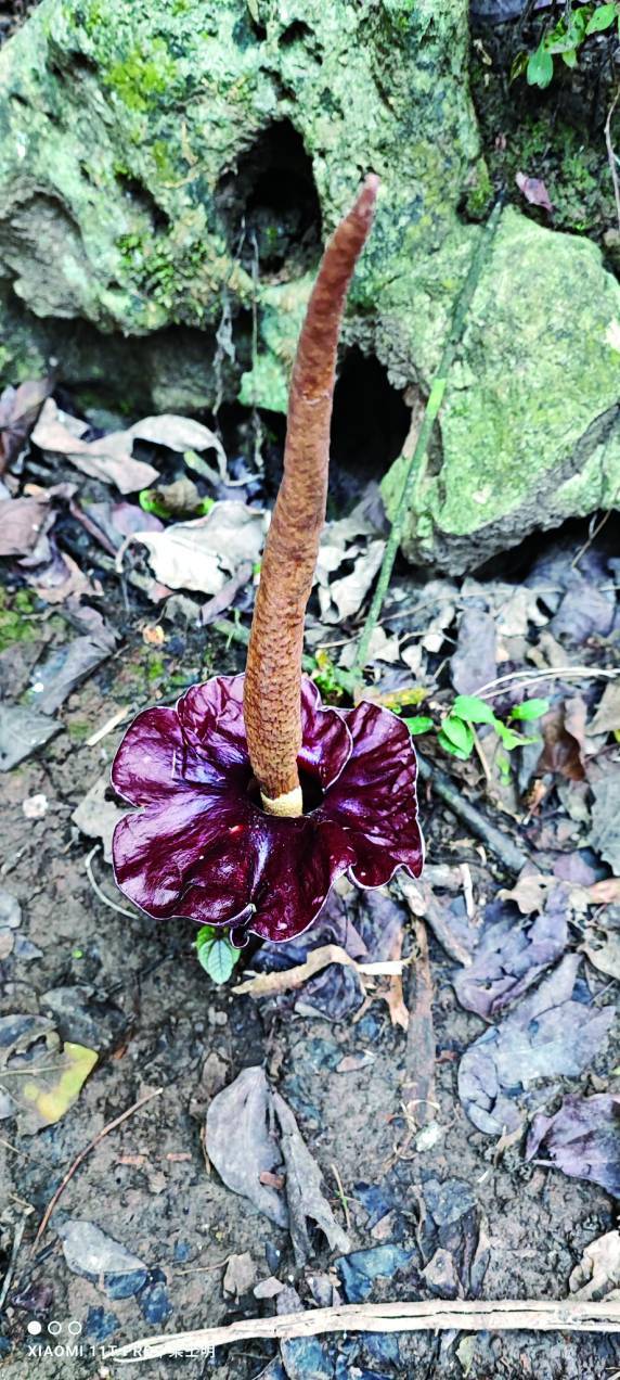 玉山壯麗雄偉的帝王之姿／何昌穎 攝