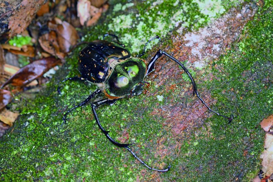 Because the forelegs of the Formosan Long-armed
Scarab are nearly one and a half times the length of its
body, a diagonal composition effectively emphasizes this
distinctive feature.
