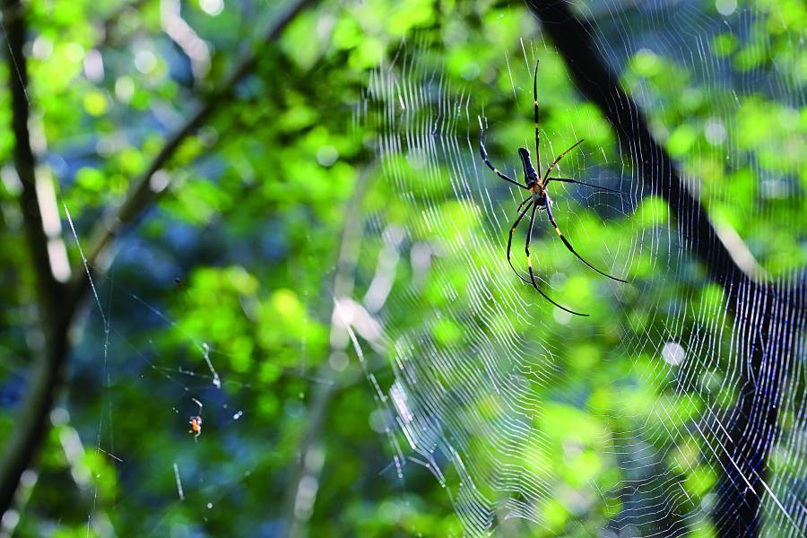 黃仕傑建議可從公園或淺山中常見的蜘蛛和蛛網開始練習生態攝影（圖為人面蜘蛛）

