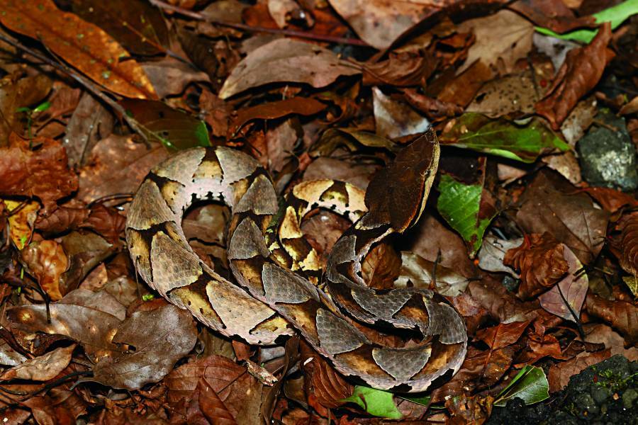 To photograph a Hundred-pace Viper, you must first
understand its preferred habitat; the rest is patience.