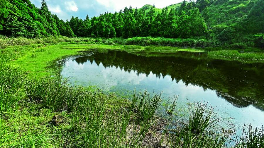 夢幻湖步道沿途有許多蜜源植物，春夏常吸引蝴蝶造訪／李雪 攝
