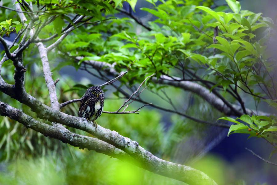 The Collared Scops Owl (Taenioptynx brodiei) is positioned
at the lower-left intersection of the rule of thirds grid, while
the direction of the branches creates a sense of visual
extension within the frame. 
