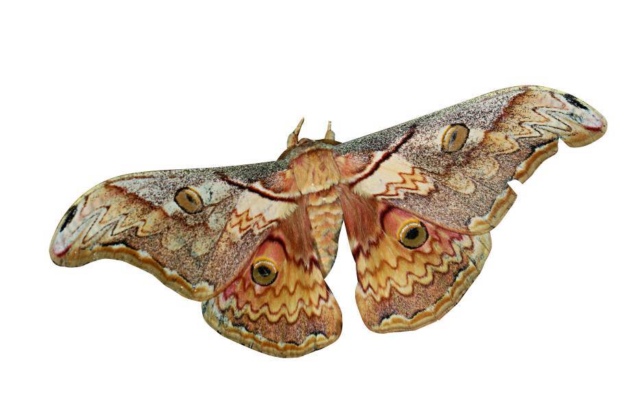 A winter-specific moth (Saturnia jonasii) / Photo by Lee Hsueh