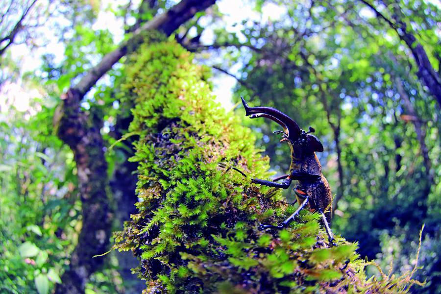 甲蟲是夏季無論大小朋友都趨之若鶩的攝影對象（圖為高砂深山鍬形蟲）
