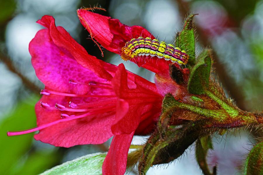 feeding on a Formosan azalea
