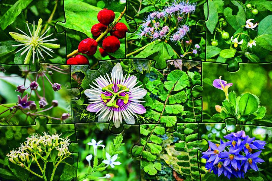 Shoushan National Nature Park is a natural treasure trove of biodiversity (Pictured are common plants found in the park) / 
Photos by Liang Shih-Ming