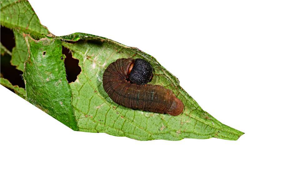 鈍葉朝顏／梁士明 攝